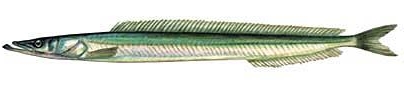 Grand Sand Eel, Stephanie Miserlis