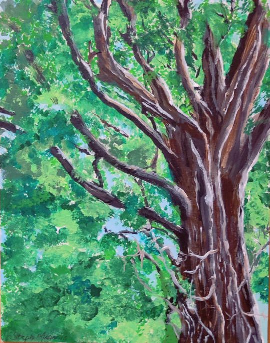 Local Tree on the Path, Stephanie Miserlis