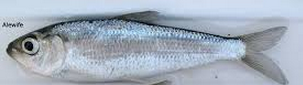 Alewife