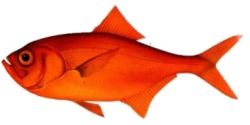 Alfonsino