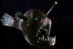 Angler, Stephanie Miserlis