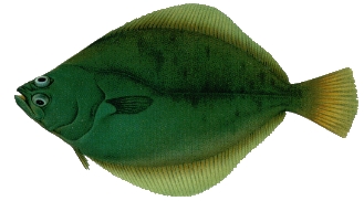 Petral Sole